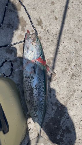 ソウダガツオの釣果