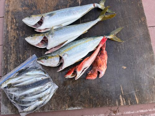 イナダの釣果