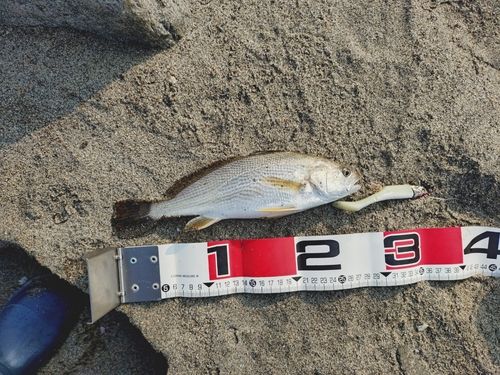 イシモチの釣果