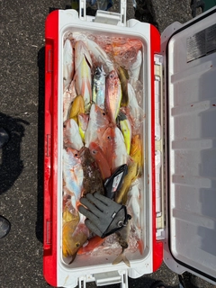アオハタの釣果