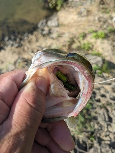 ラージマウスバスの釣果