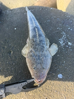 マゴチの釣果