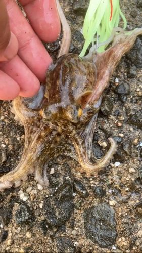 タコの釣果