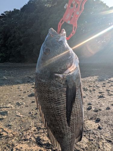 チヌの釣果