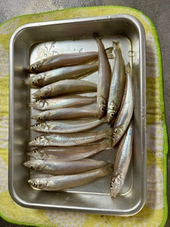 キスの釣果