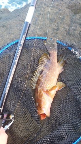 キジハタの釣果