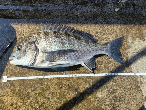 クロダイの釣果
