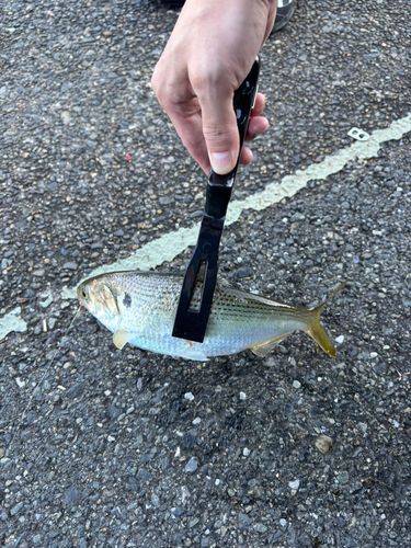 コノシロの釣果