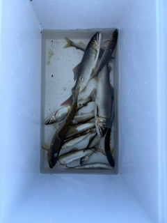 アユの釣果