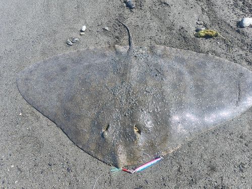 ツバクロエイの釣果