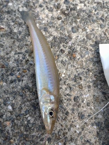 キスの釣果