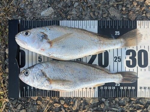 イシモチの釣果