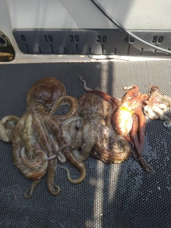 タコの釣果