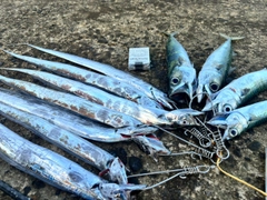 タチウオの釣果