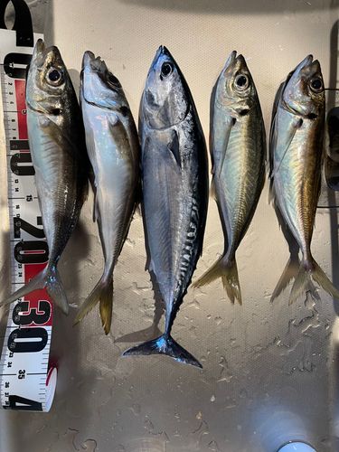 ソウダガツオの釣果
