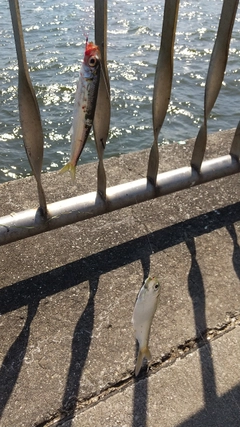 カタクチイワシの釣果