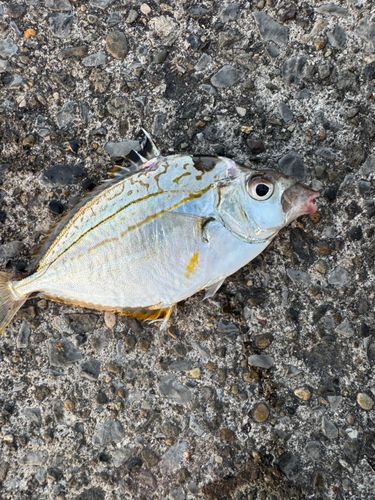 ヒイラギの釣果