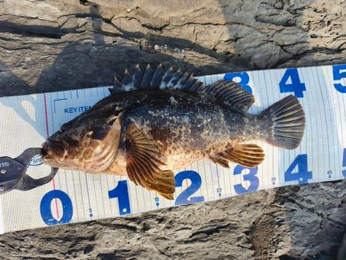 タケノコメバルの釣果