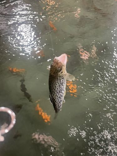 コイの釣果