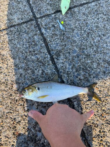 コノシロの釣果