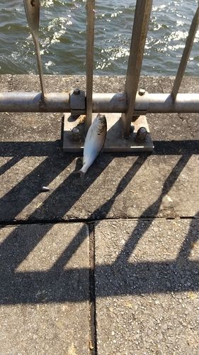 コノシロの釣果
