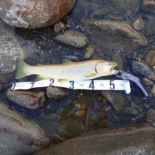 ブラウントラウトの釣果