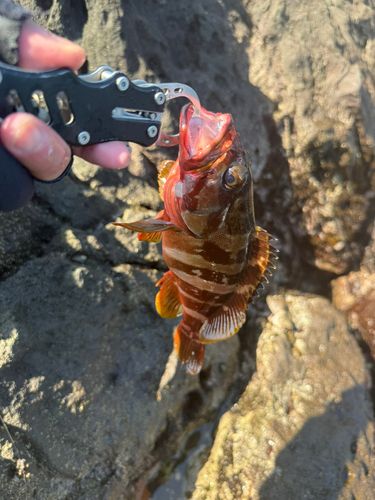 アカハタの釣果