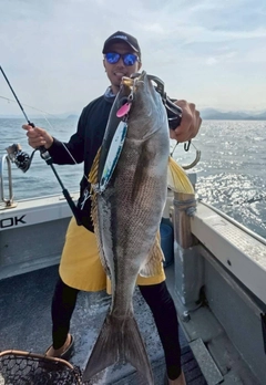 イサキの釣果