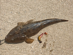 マゴチの釣果