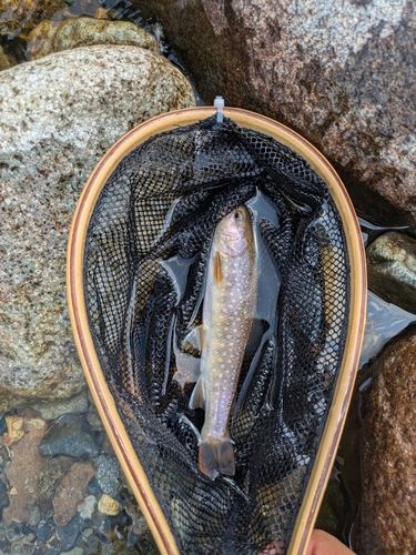 イワナの釣果