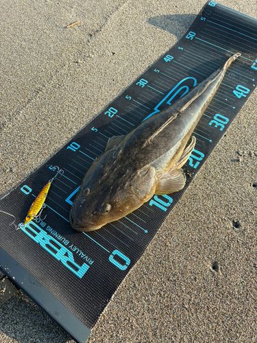 マゴチの釣果
