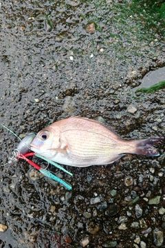 釣果