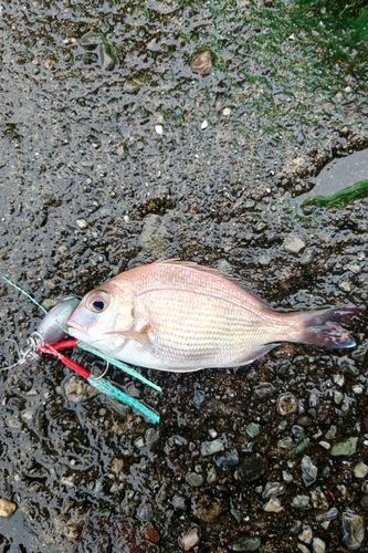 釣果
