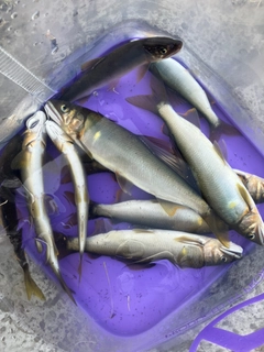 アユの釣果