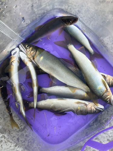 アユの釣果