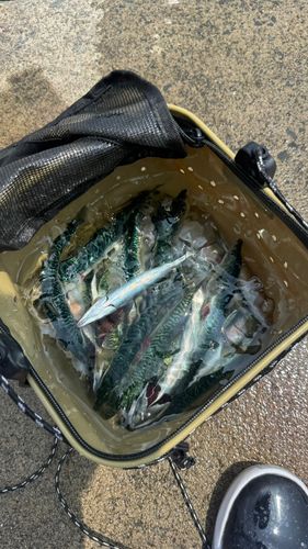 サバの釣果