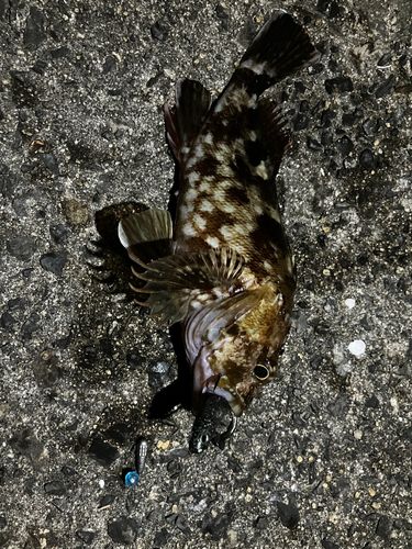 カサゴの釣果