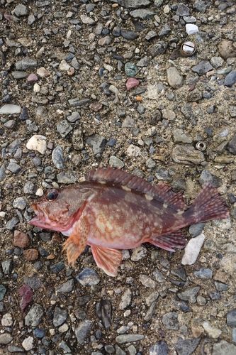 カサゴの釣果