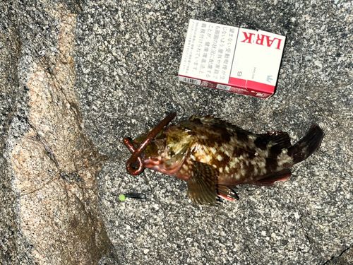 カサゴの釣果