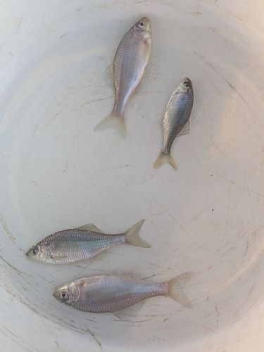 タナゴの釣果・釣り情報まとめ【2026年最新】 - アングラーズ | 釣果