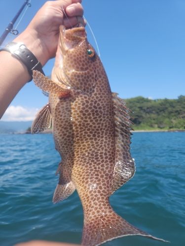 オオモンハタの釣果