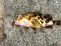 カサゴの釣果