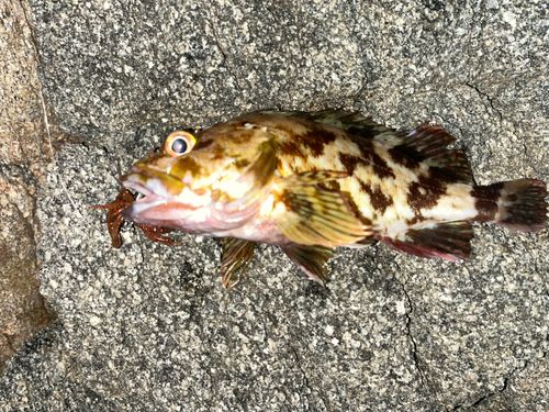 カサゴの釣果
