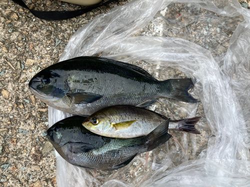 グレの釣果