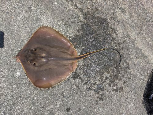 アカエイの釣果