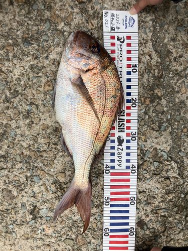 マダイの釣果