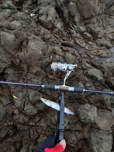 カマスの釣果