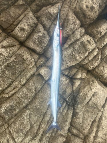 ダツの釣果