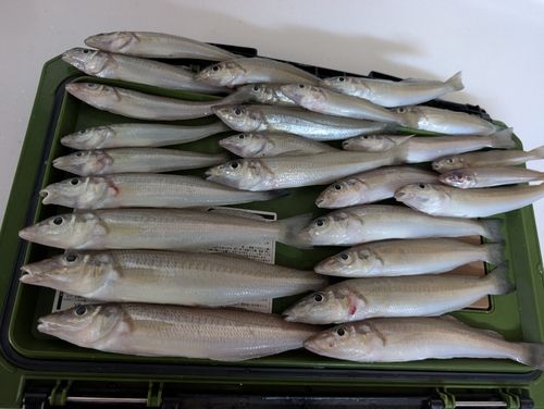 シロギスの釣果