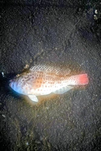 ブダイの釣果